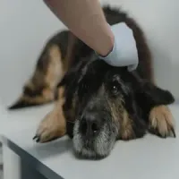 Gloved hand gently petting a resting black-and-tan dog on a table