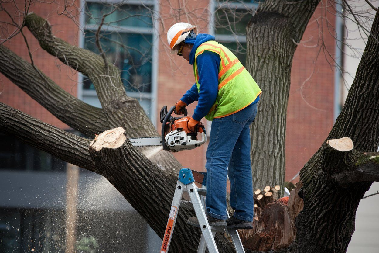 A man is standing on a ladder cutting a tree with a chainsaw.