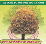 Hands cupping a tree; tagline "We Shape & Form Trees Like An Artist," website address at the bottom.