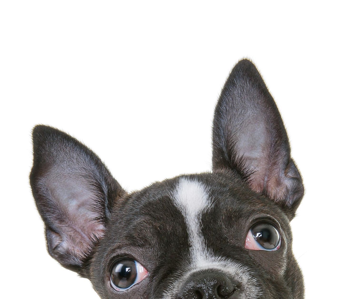 French Bulldog Puppy — Celina, OH — Rovers Rocky Mountain Removers