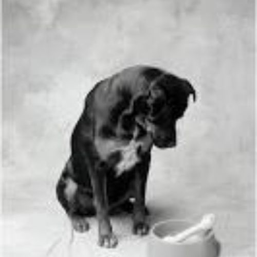 What kind of animal bones are safe to give my dog to chew?