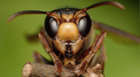 Cockroach face