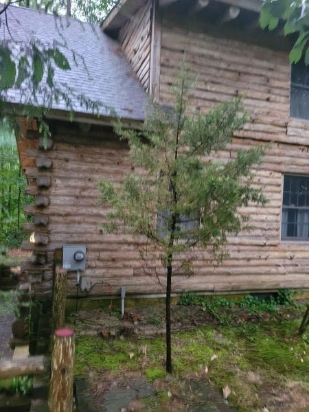 A log cabin with a tree in front of it.