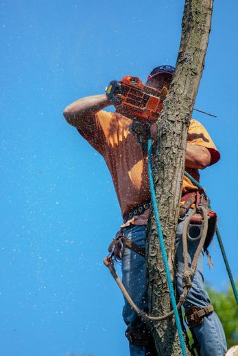 A man is cutting a tree with a chainsaw.