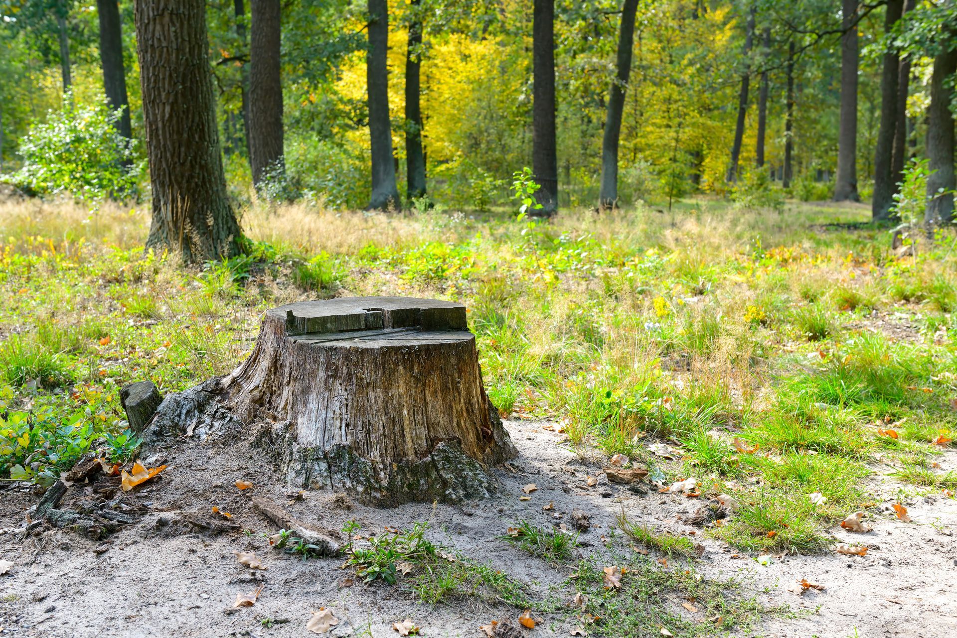 A person is cutting a tree stump with a machine.