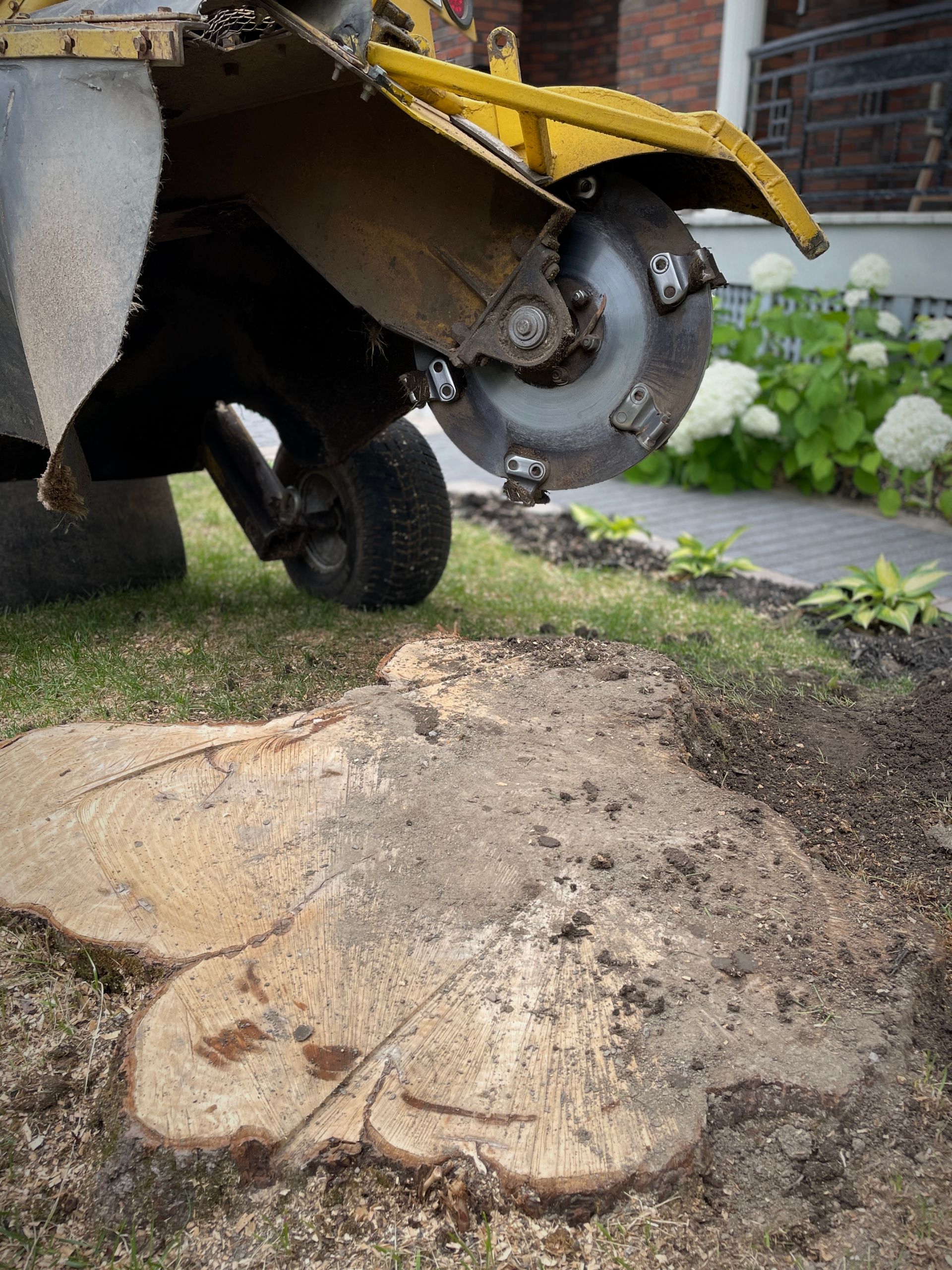 Stump grinding machine working on a tree stump in a yard.
