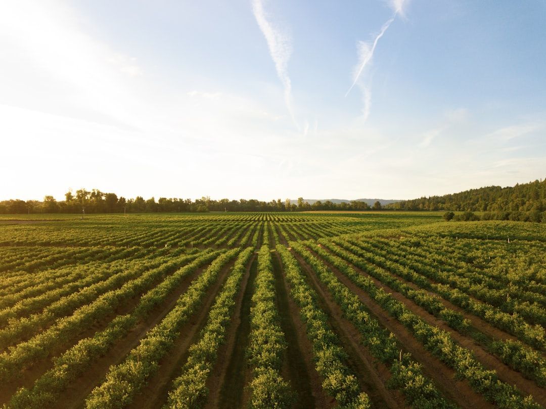 Aerial view of agricultural crop rows at sunset