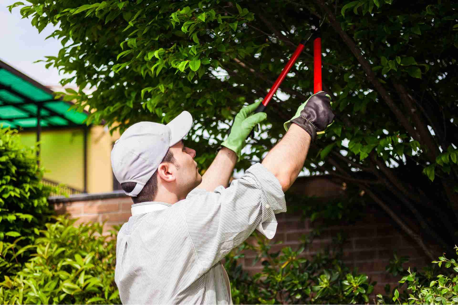How to prune a tree correctly