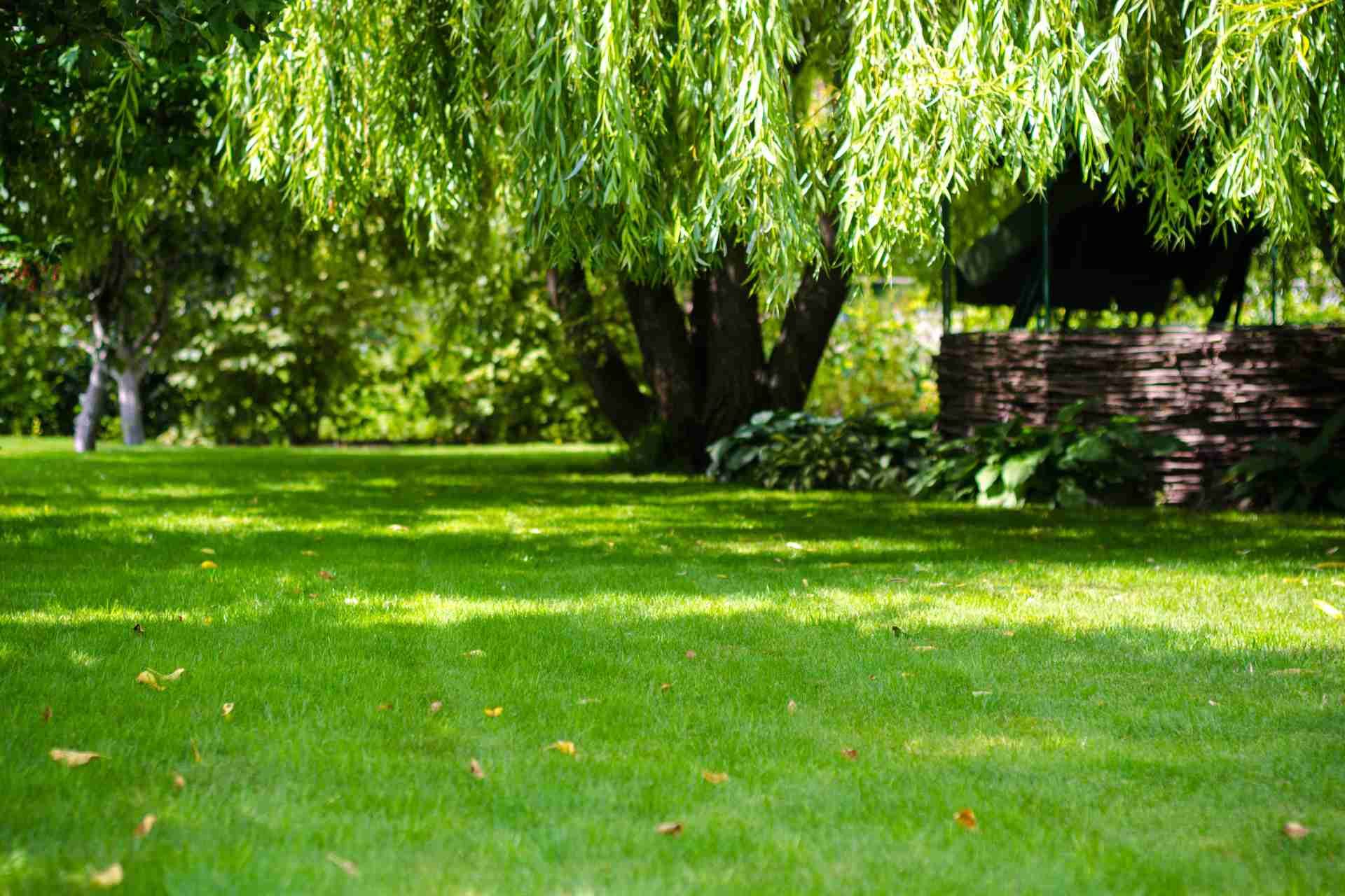 how to get my lawn to look like augusta