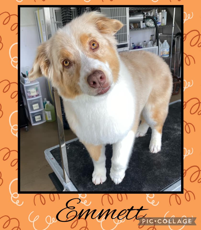 After Grooming — Holmen, WI — Doggie Business LLC