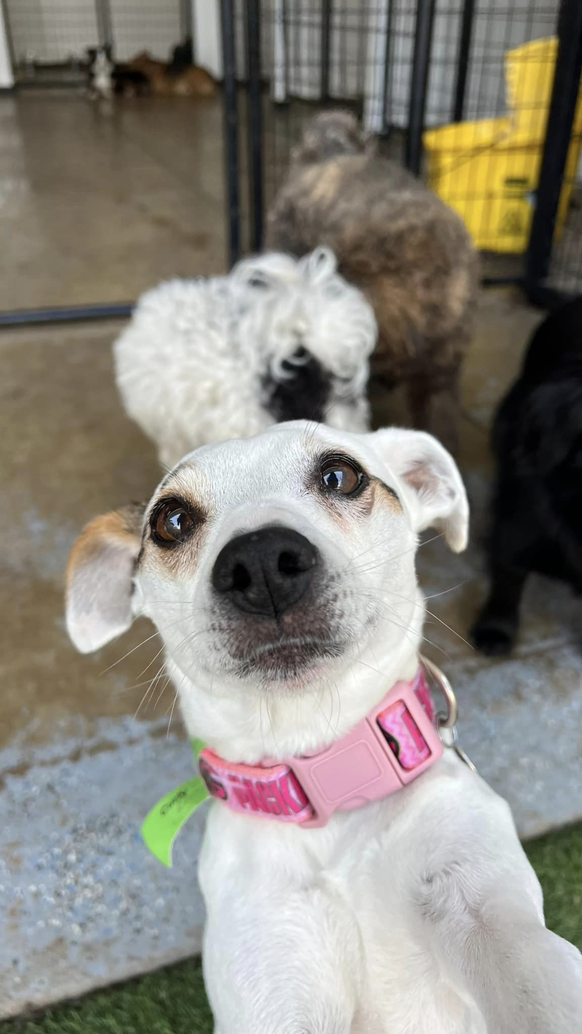 Beautiful Dog — Holmen, WI — Doggie Business LLC