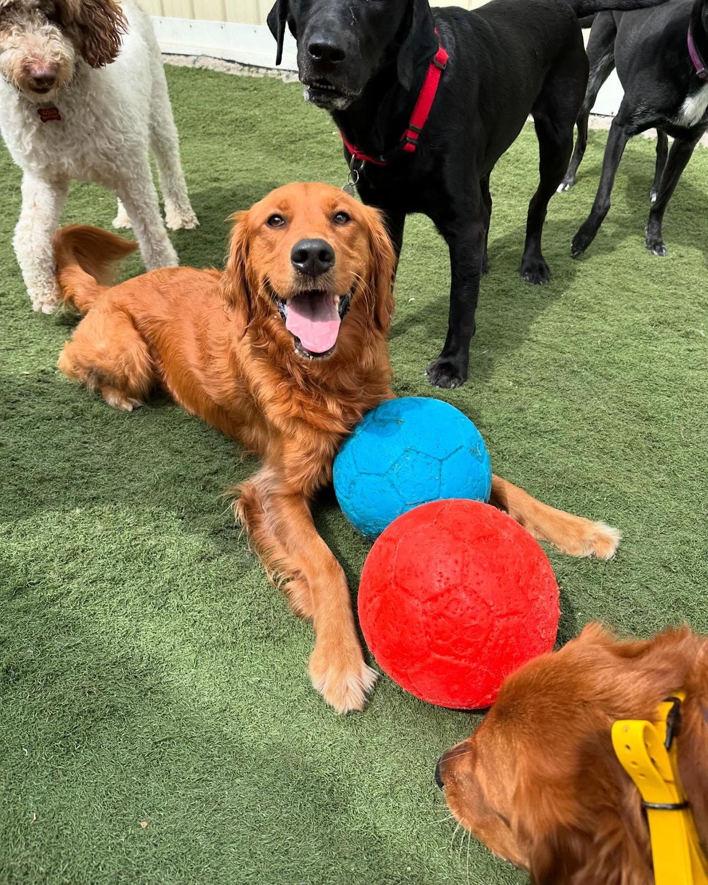 Dog Playing — Holmen, WI — Doggie Business LLC