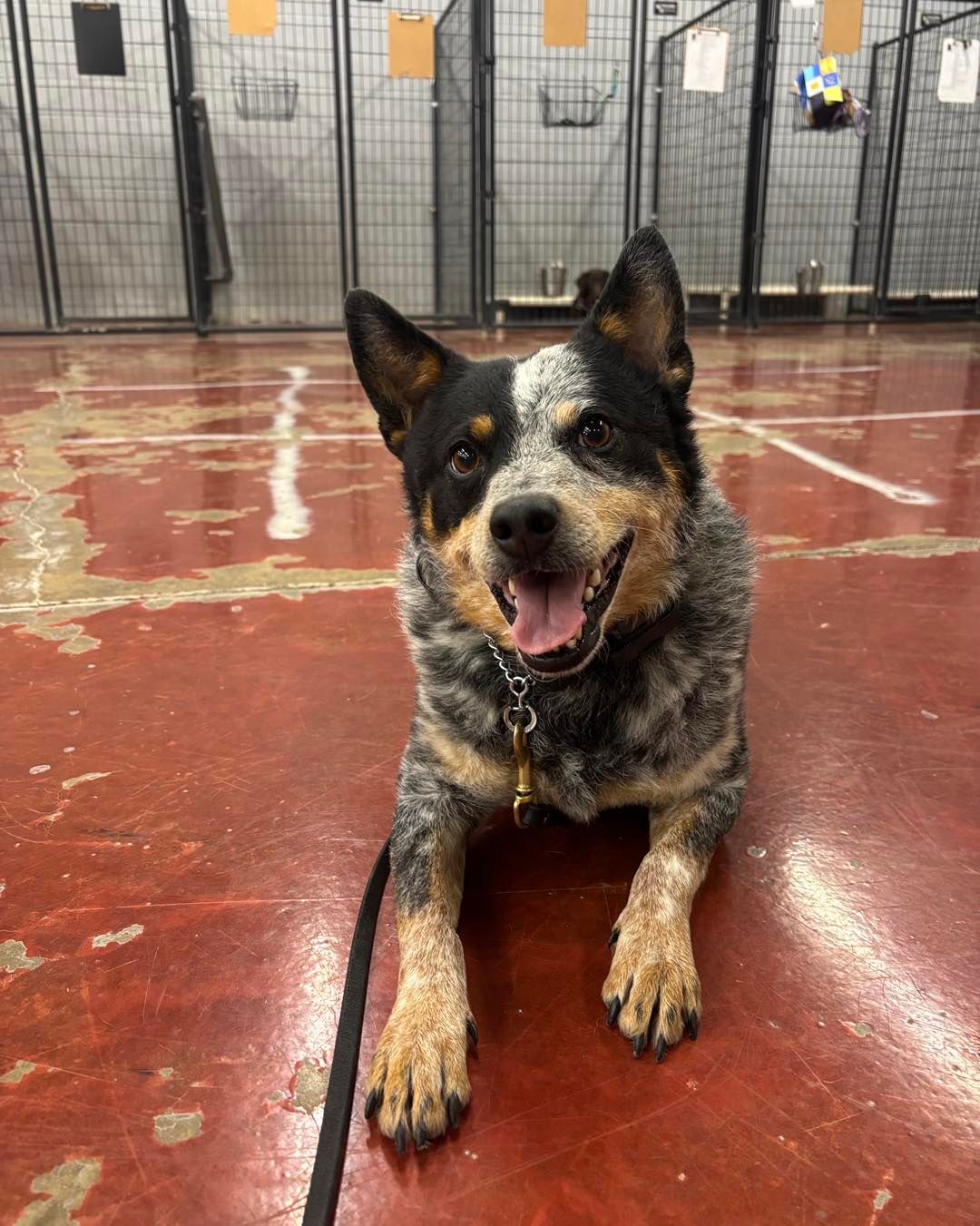 Curly Black Dog — Holmen, WI — Doggie Business LLC