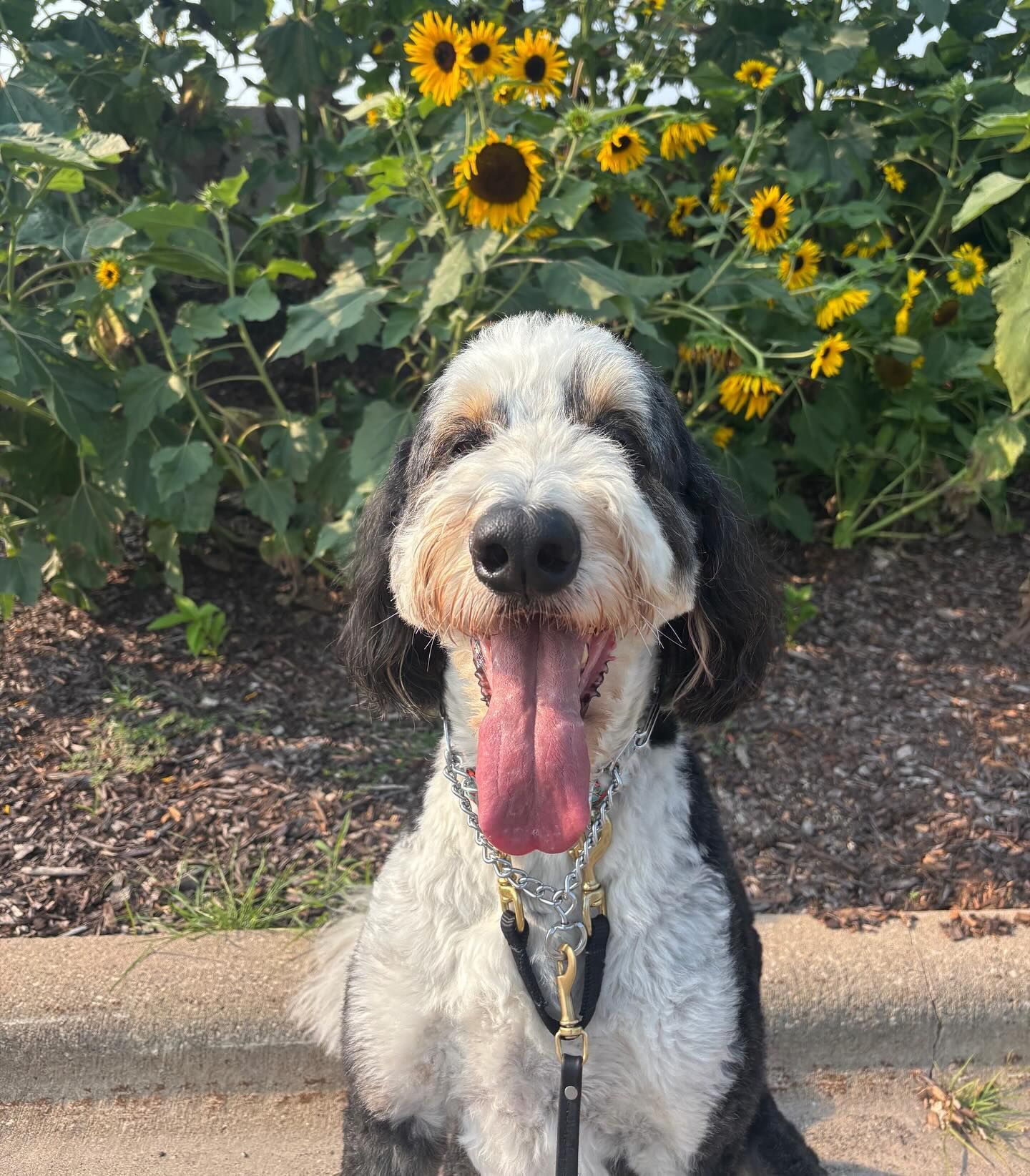 Black Dog — Holmen, WI — Doggie Business LLC