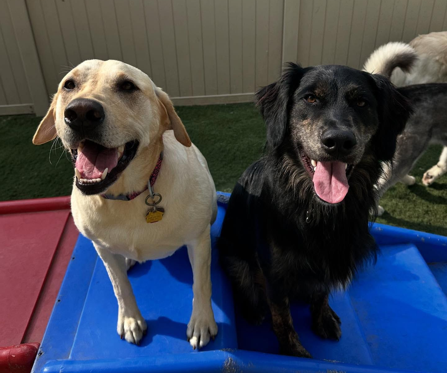 Four Dogs — Holmen, WI — Doggie Business LLC Four Dogs — Holmen, WI — Doggie Business LLC