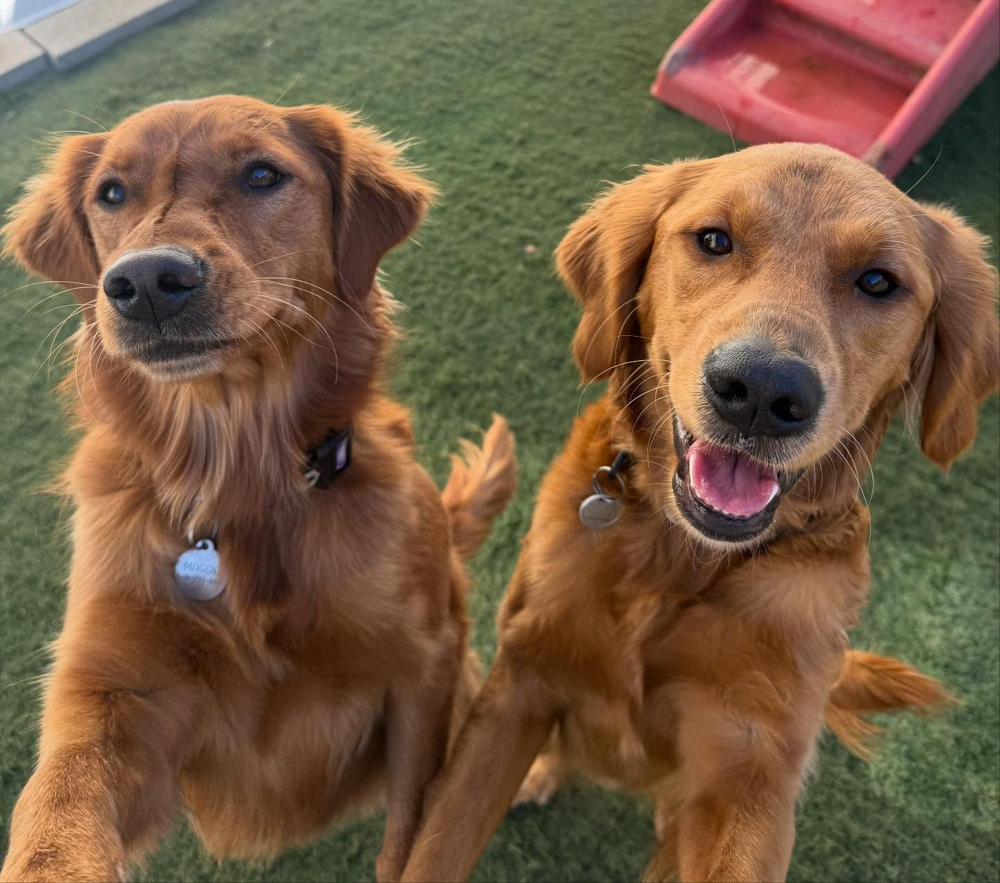 Three Happy Dogs — Holmen, WI — Doggie Business LLC Three Happy Dogs — Holmen, WI — Doggie Business LLC