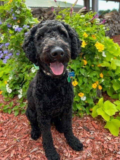 Curly Black Dog — Holmen, WI — Doggie Business LLC