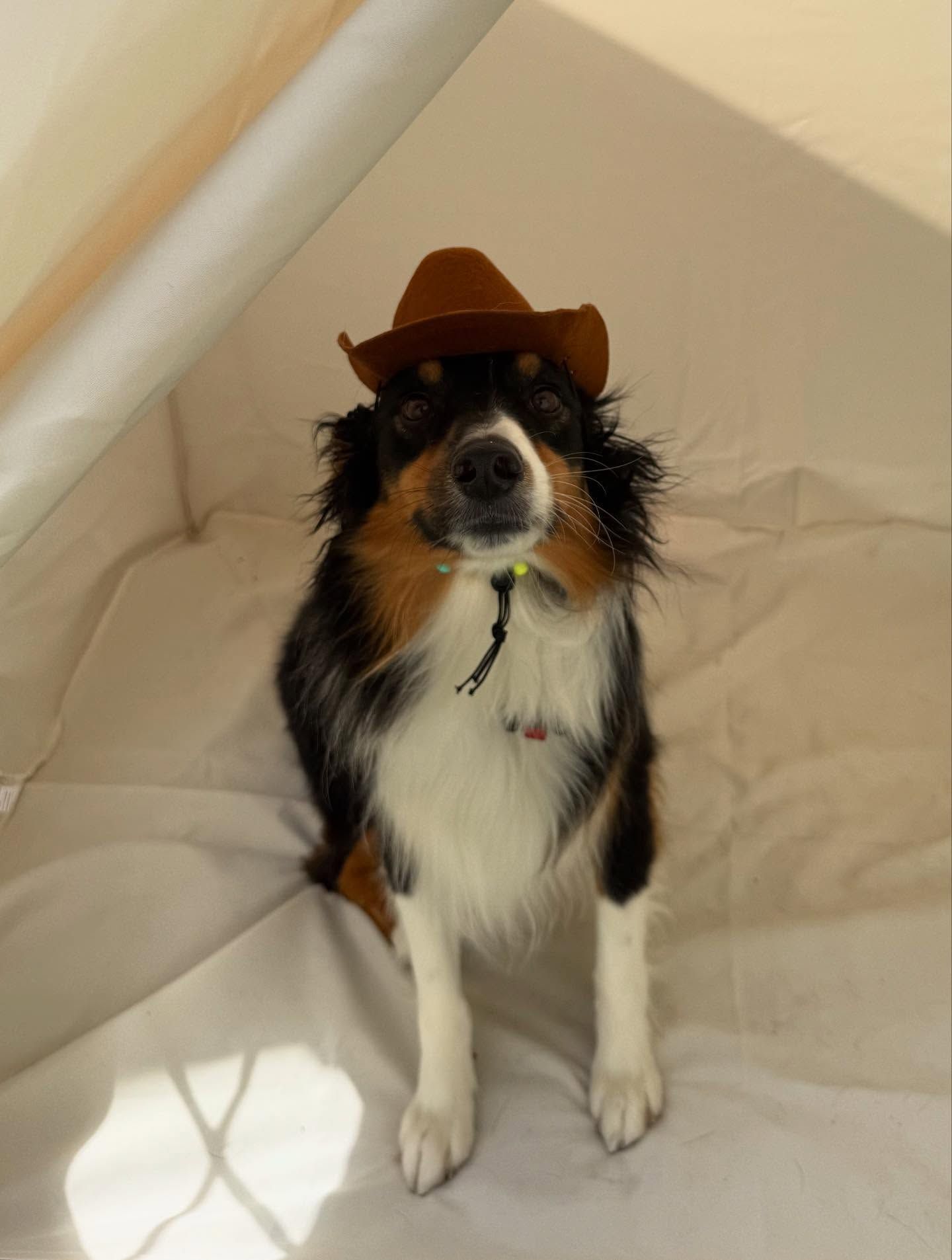 Happy Dog — Holmen, WI — Doggie Business LLC