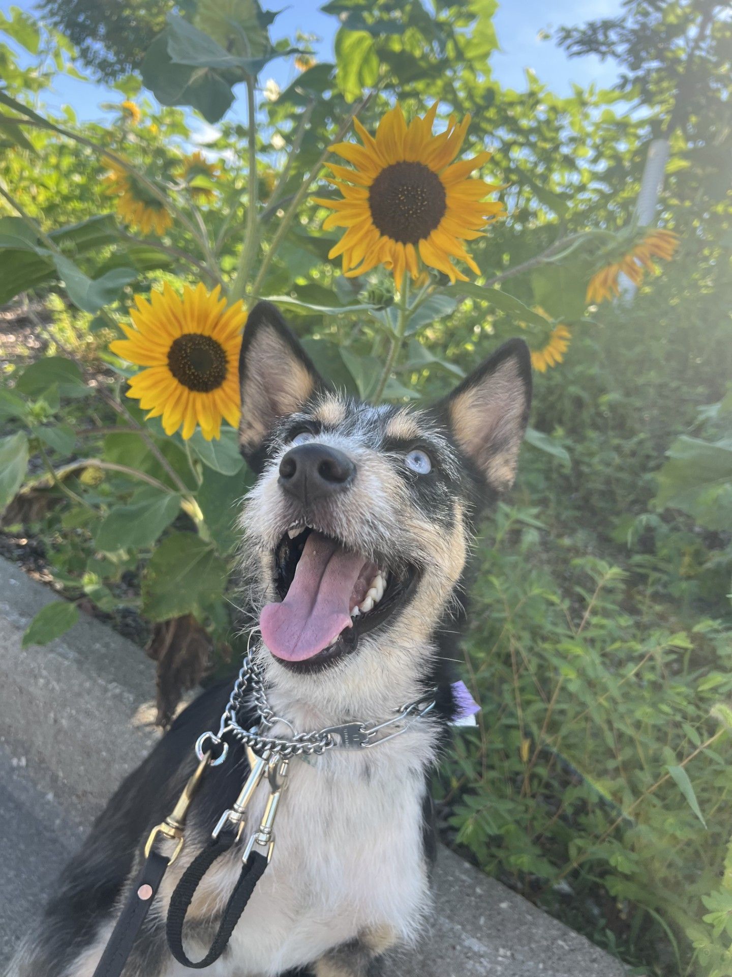 Cute Dog — Holmen, WI — Doggie Business LLC