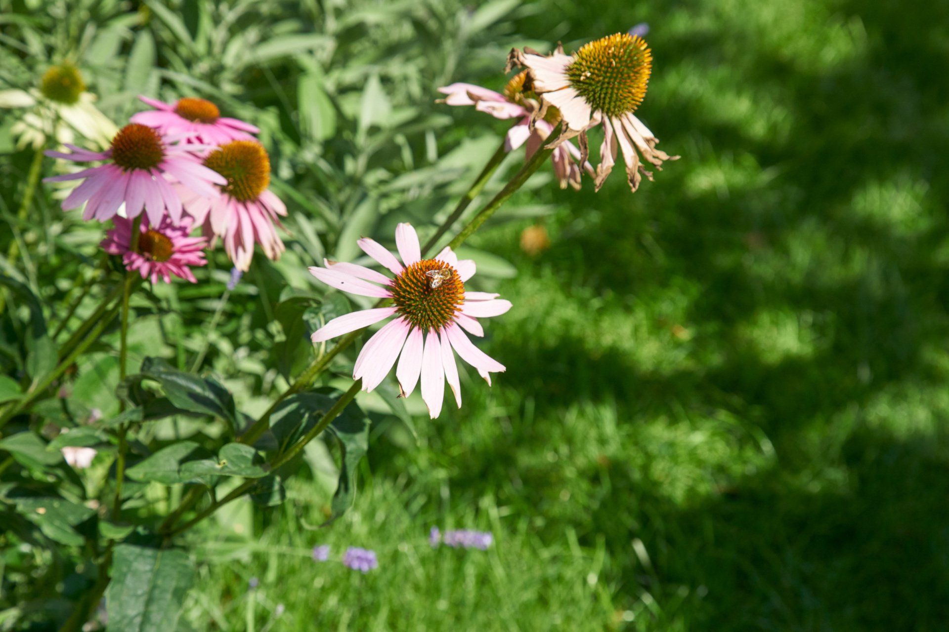 Sebastian Raschauer, Landschaftsarchitekt, Garten, Privatgarten,  Gartengestaltung, Umgestaltung, Neugestaltung, Bauantrag, Genehmigungsplanung, Werkplanung, Bauleitung, Projektleitung, Terrassen