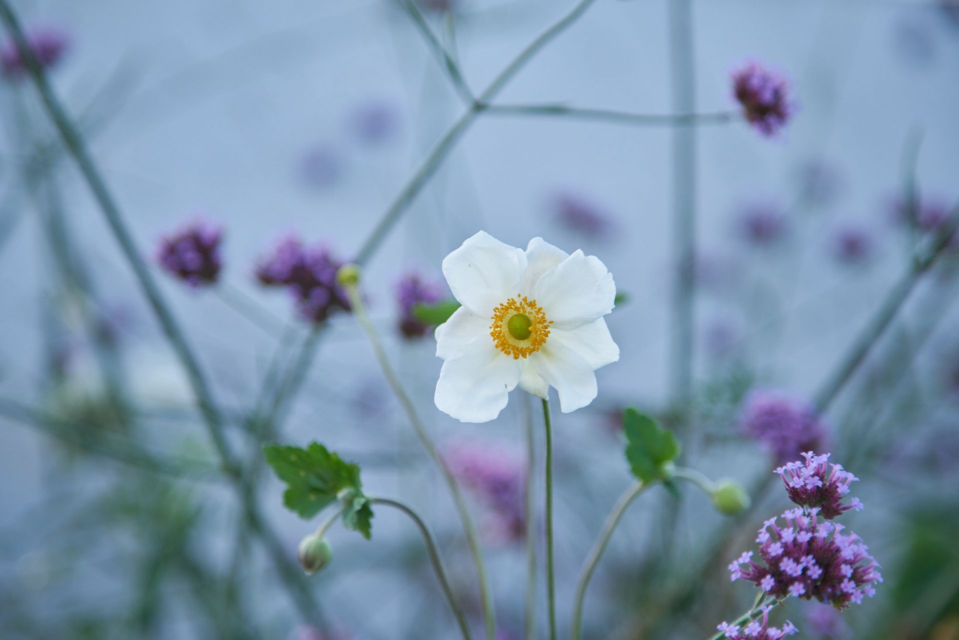 Sebastian Raschauer, Landschaftsarchitekt, Garten, Privatgarten,  Gartengestaltung, Umgestaltung, Neugestaltung, Bauantrag, Genehmigungsplanung, Werkplanung, Bauleitung, Projektleitung