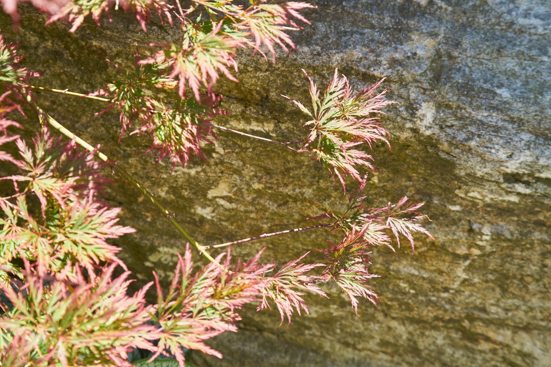Sebastian Raschauer, Landschaftsarchitekt, Garten, Privatgarten,  Gartengestaltung, Umgestaltung, Neugestaltung, Bauantrag, Genehmigungsplanung, Werkplanung, Bauleitung, Projektleitung
