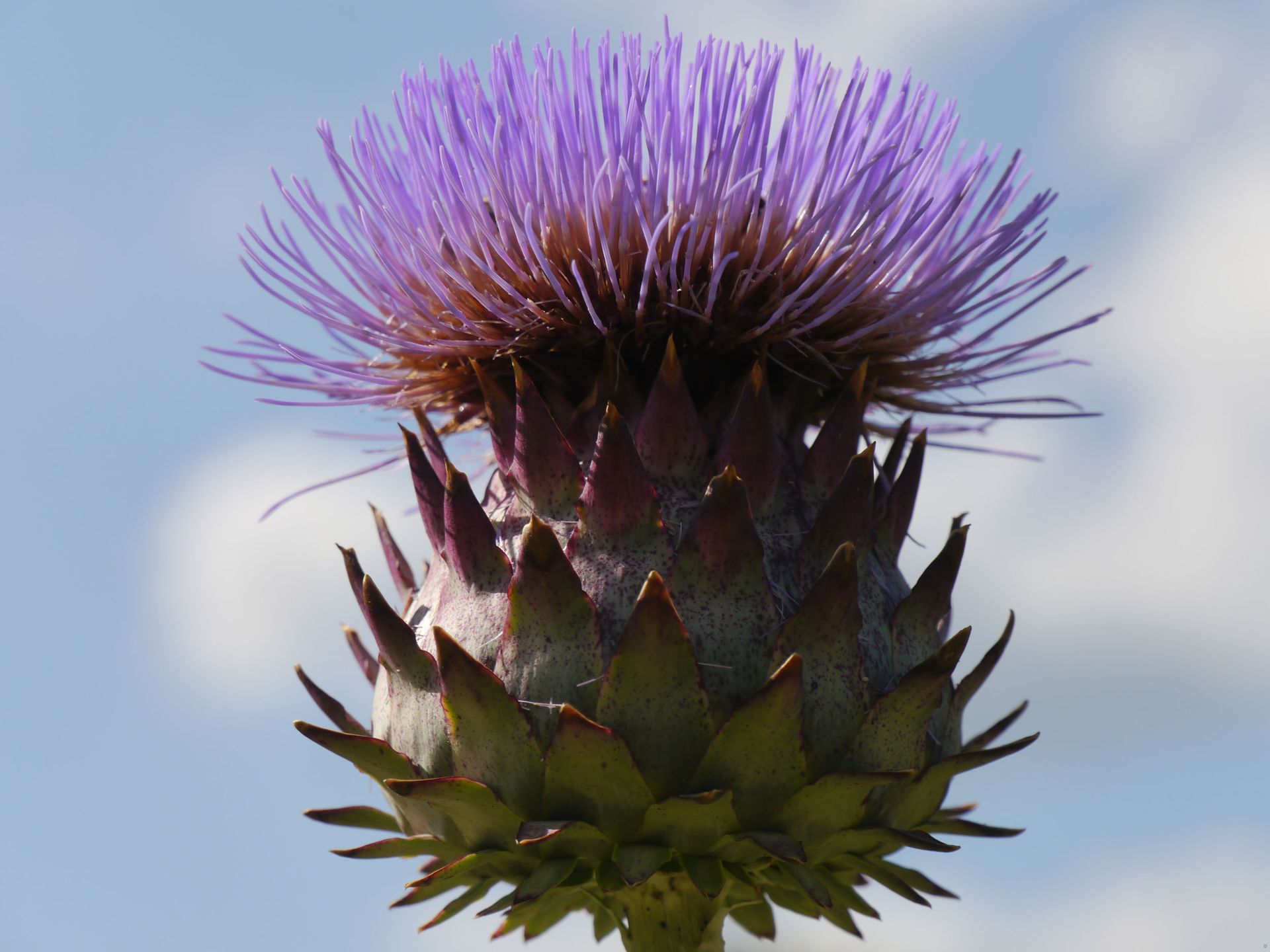 Sebastian Raschauer, Landschaftsarchitekt, Garten, Privatgarten,  Gartengestaltung, Umgestaltung, Neugestaltung, Bauantrag, Genehmigungsplanung, Werkplanung, Bauleitung, Projektleitung, Terrassen