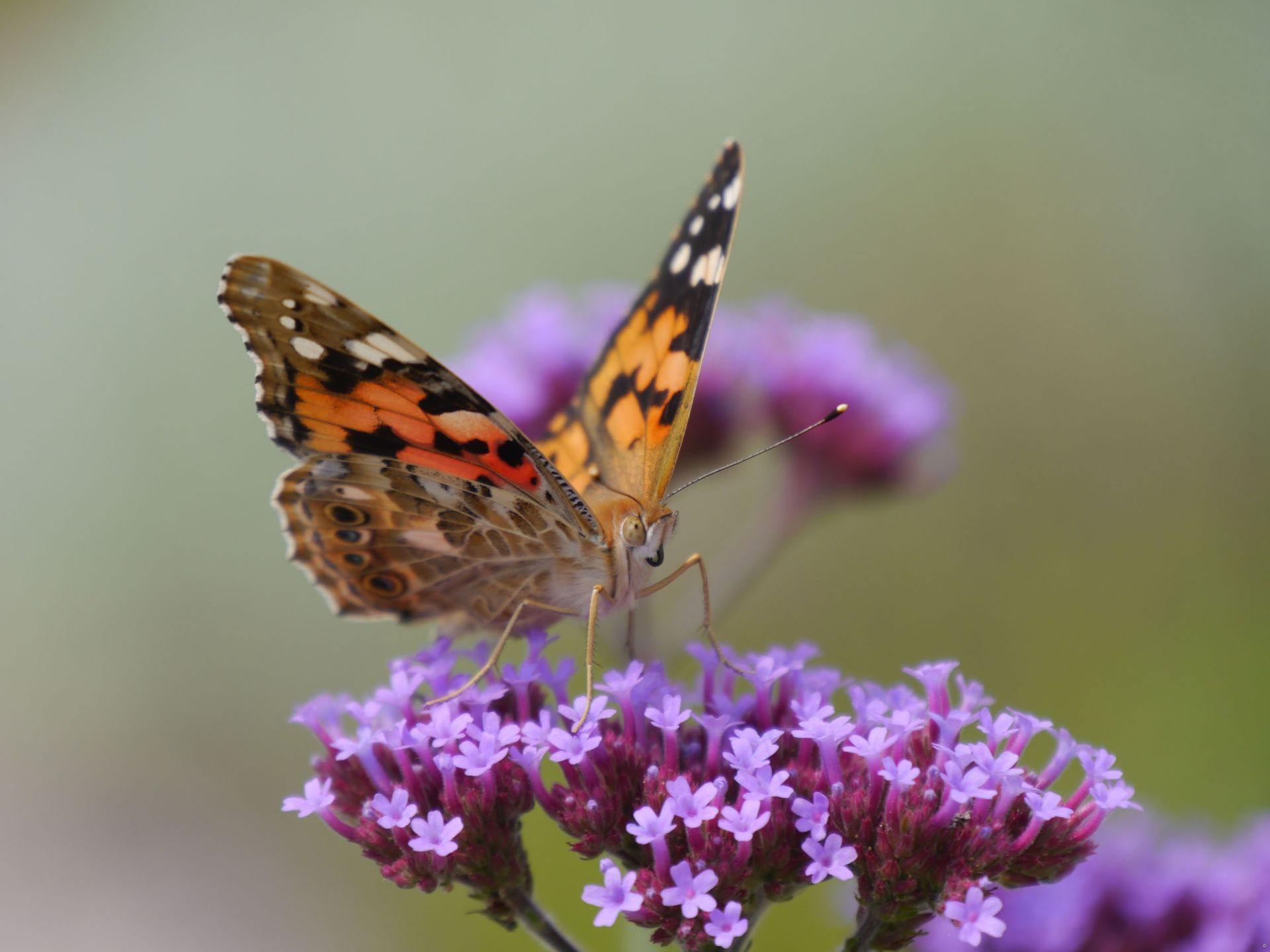 Sebastian Raschauer, Landschaftsarchitekt, Garten, Privatgarten,  Gartengestaltung, Umgestaltung, Neugestaltung, Bauantrag, Genehmigungsplanung, Werkplanung, Bauleitung, Projektleitung, Terrassen