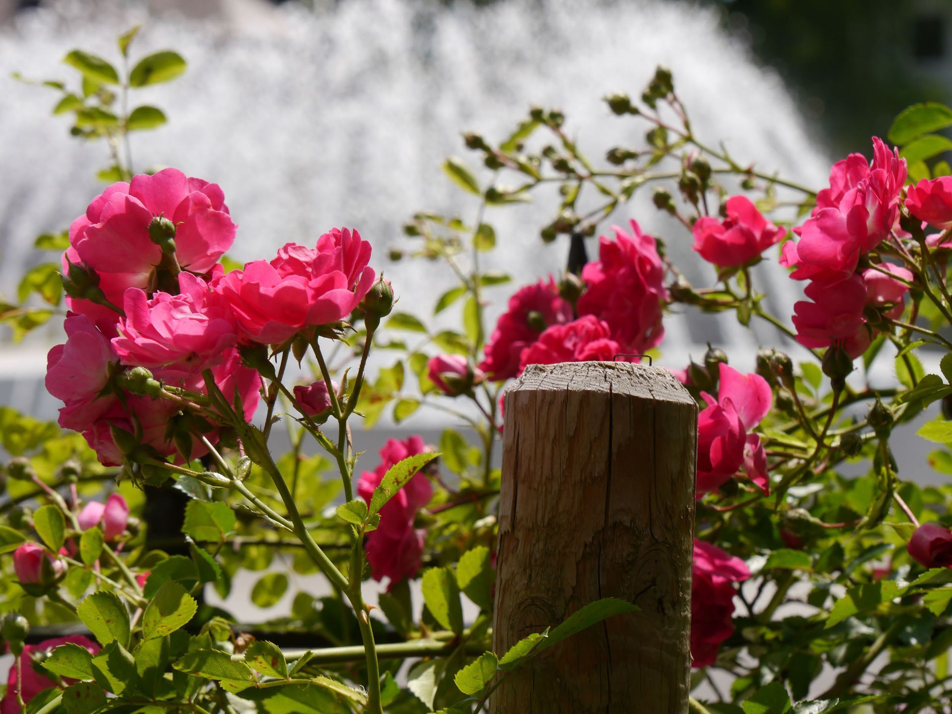 Sebastian Raschauer, Landschaftsarchitekt, Garten, Privatgarten,  Gartengestaltung, Umgestaltung, Neugestaltung, Bauantrag, Genehmigungsplanung, Werkplanung, Bauleitung, Projektleitung, Terrassen