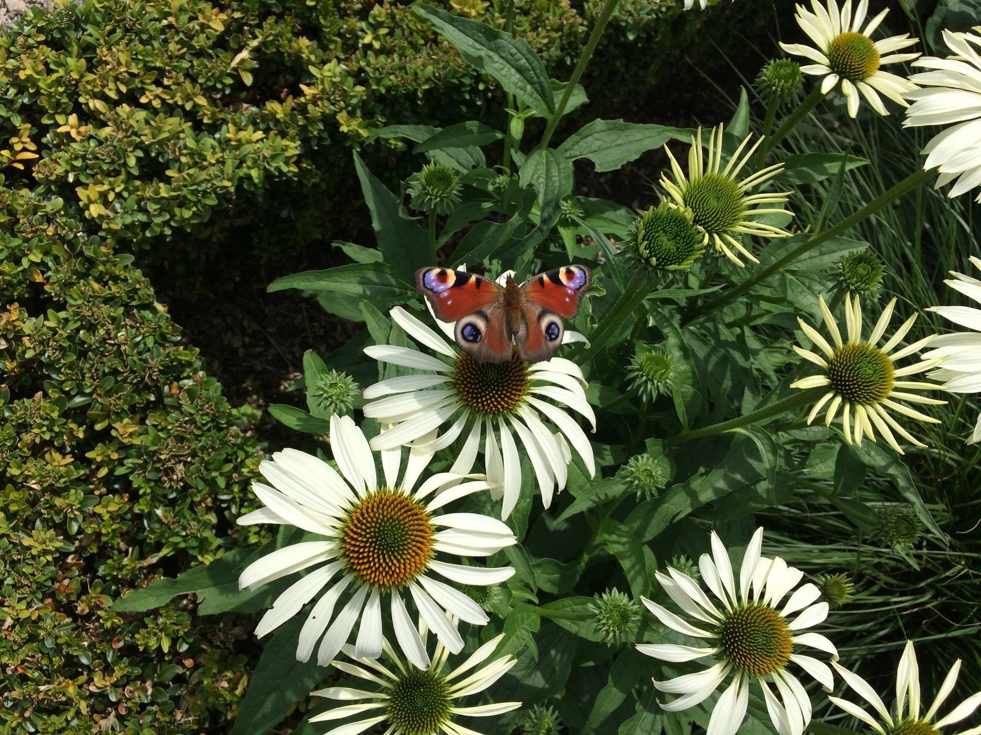 Sebastian Raschauer, Landschaftsarchitekt, Garten, Privatgarten,  Gartengestaltung, Umgestaltung, Neugestaltung, Bauantrag, Genehmigungsplanung, Werkplanung, Bauleitung, Projektleitung, Terrassen
