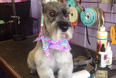 Bubbles and Bows - Pet Grooming in Franklin County TN