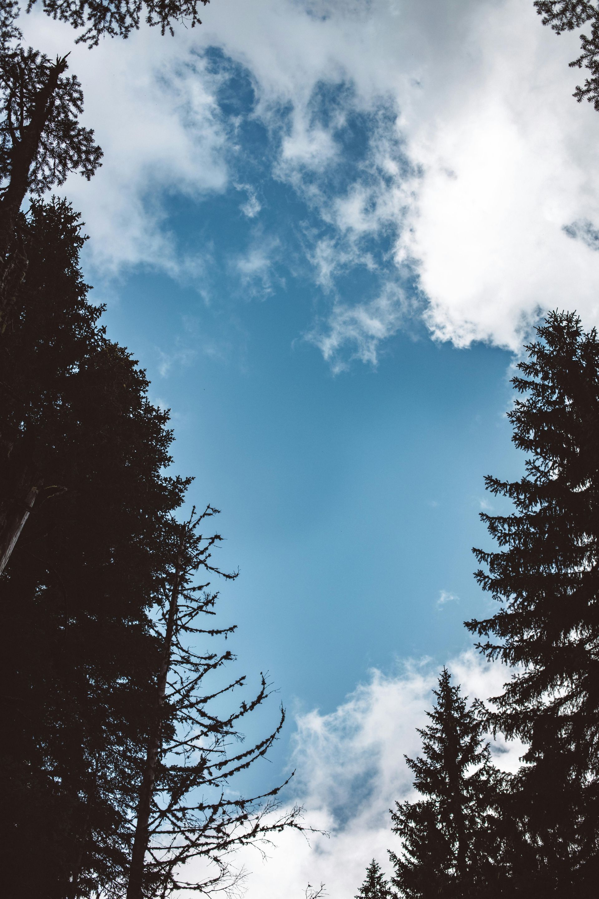 Looking up at the sky through the trees