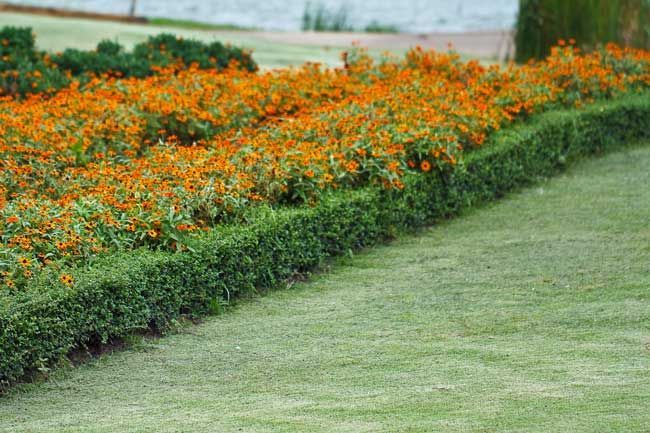 Orange flowers and trimmed green shrubs bordering a grassy lawn.