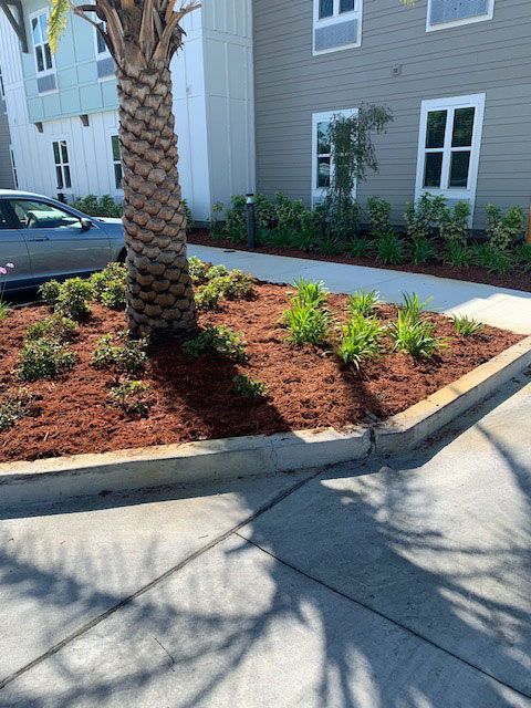 A palm tree is in the middle of a garden in front of a building.