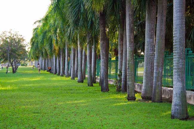 Row of tall palm trees next to a green lawn with a fence in the background.