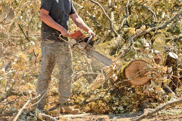 A man is cutting a tree with a chainsaw.