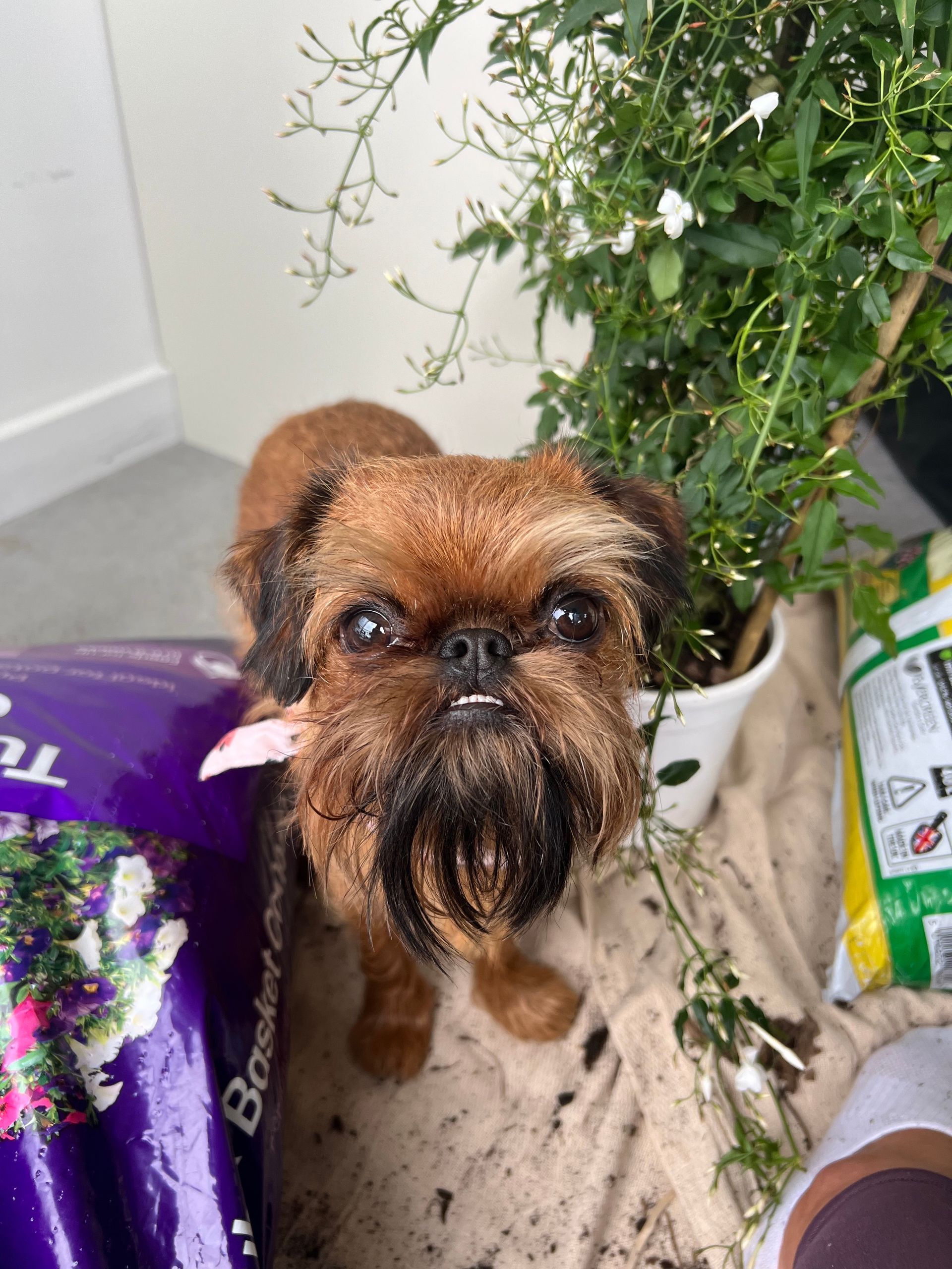 Ange, Good Vibes Director at The Digital Voice – headshot