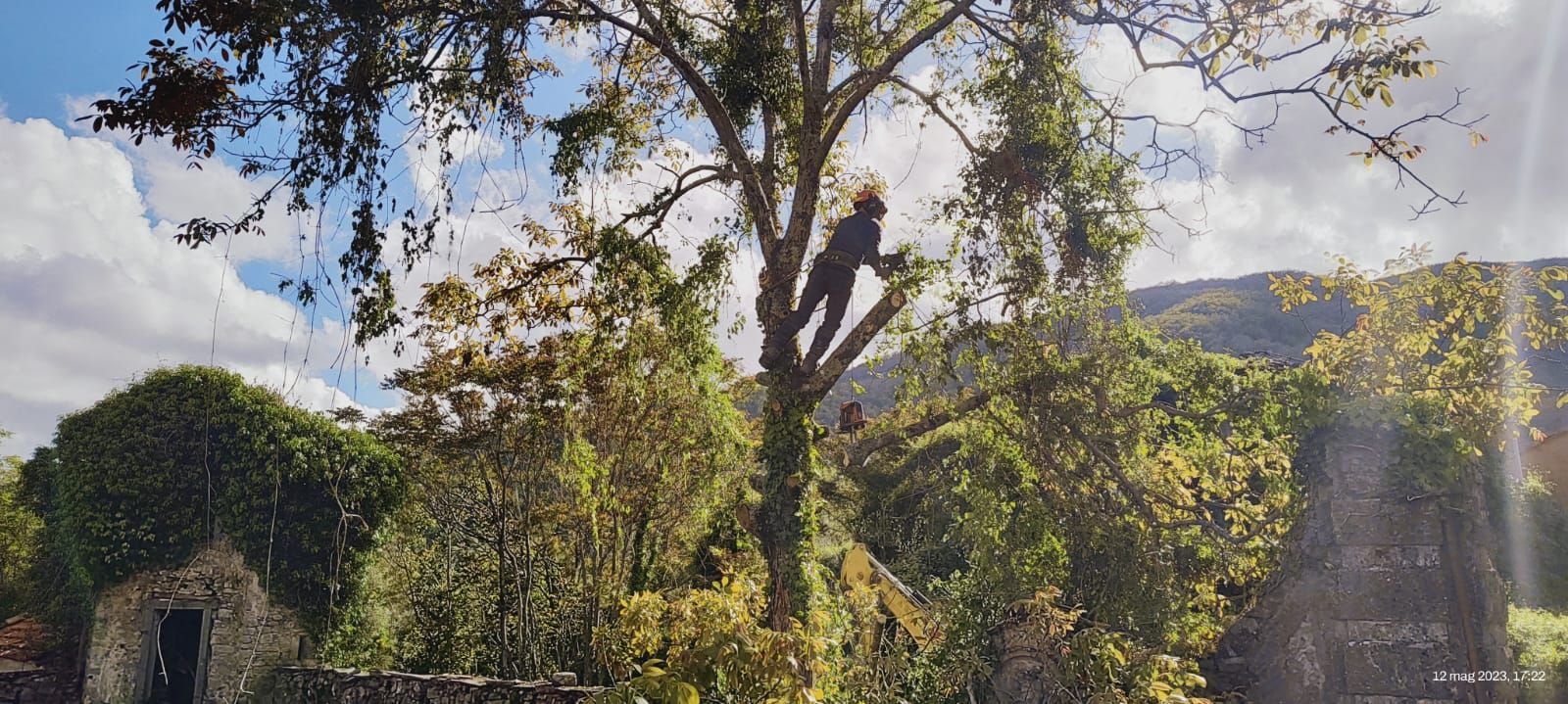Un uomo sta scalando un albero di fronte a un edificio in pietra.