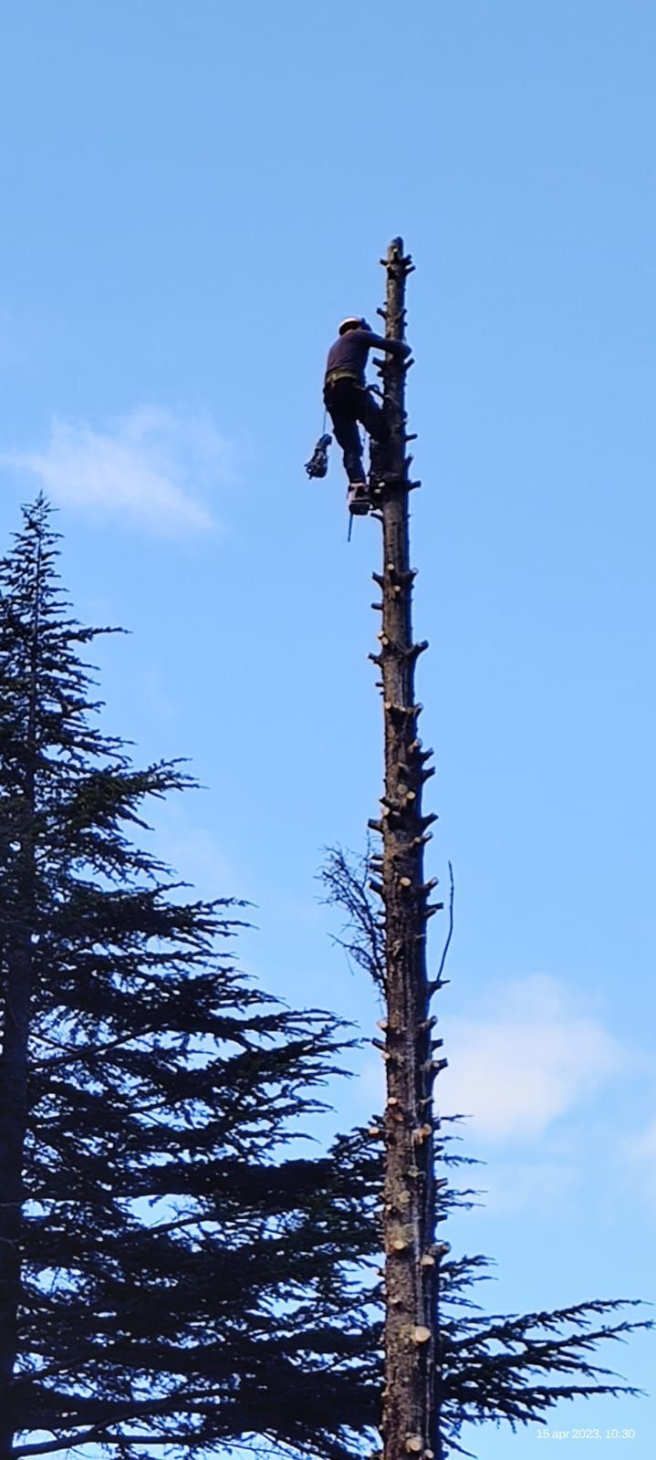 Un uomo sta scalando un albero con una motosega