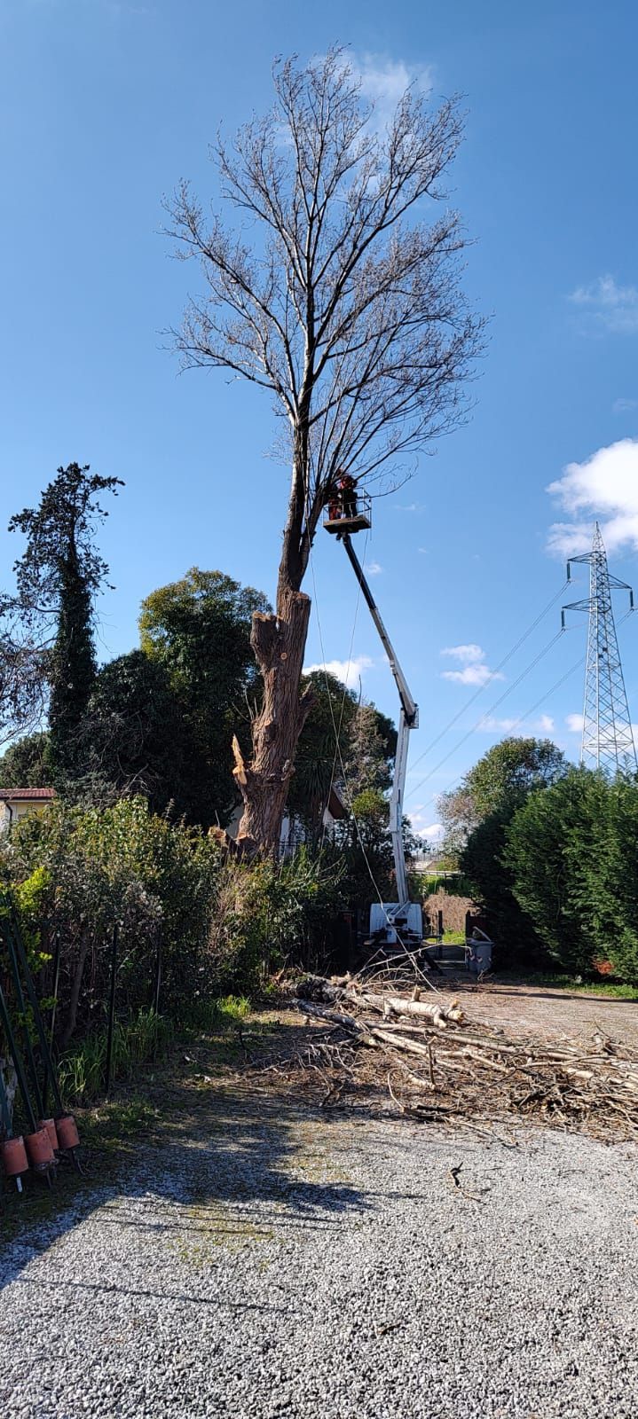 Un uomo sta tagliando un albero con una gru.