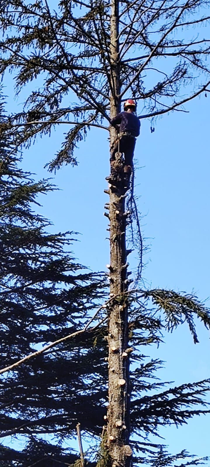 Un uomo sta scalando un albero con una motosega