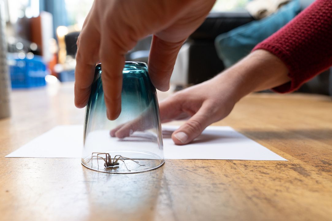 A person is holding a glass over a spider.
