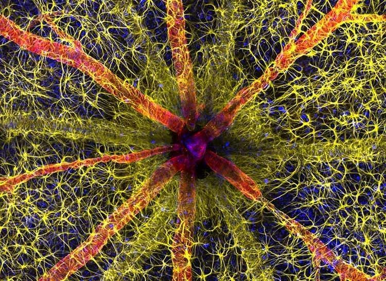 the optic nerve head of a rodent with a kaleidoscope of colors