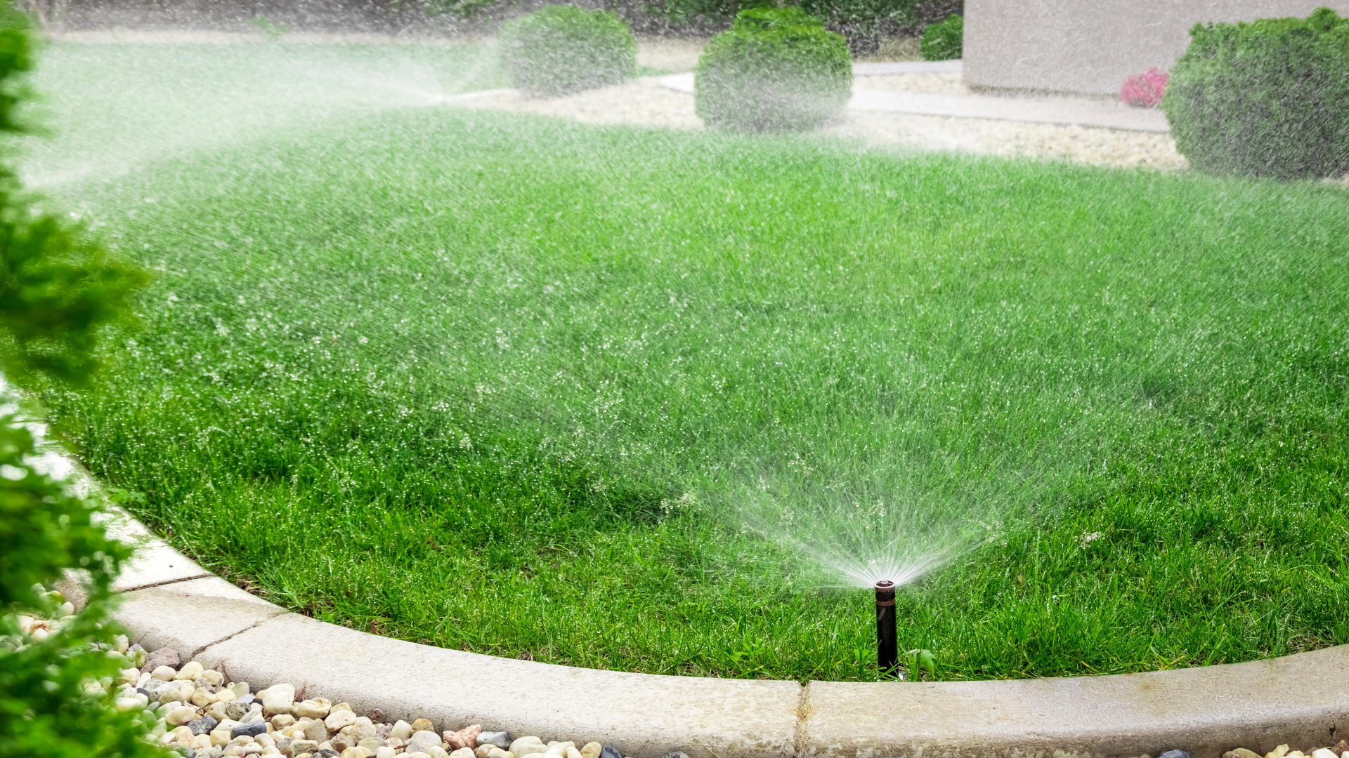 A sprinkler is spraying water on a lush green lawn.