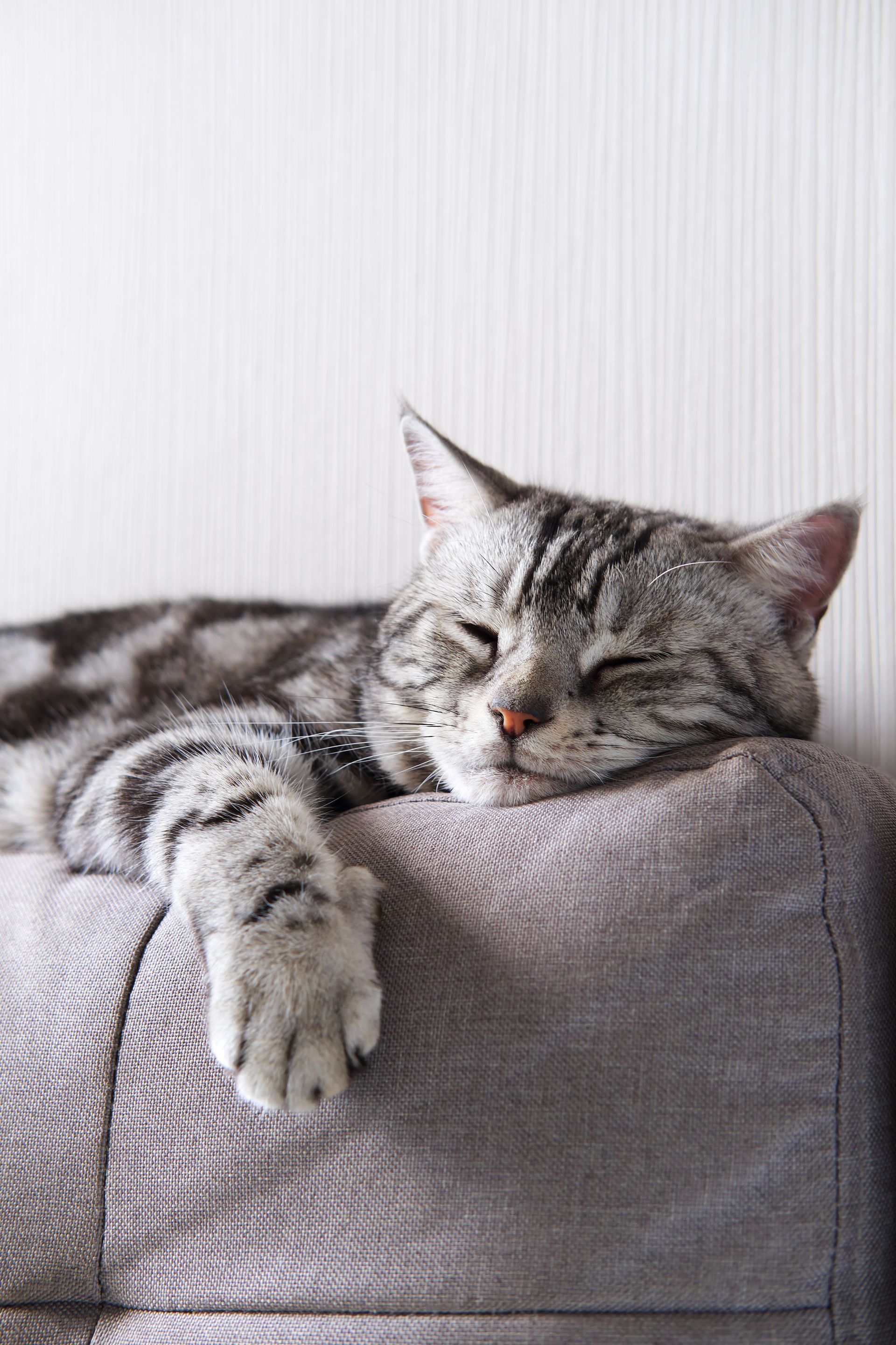 Gray tabby cat asleep on a gray upholstered surface, paw extended.
