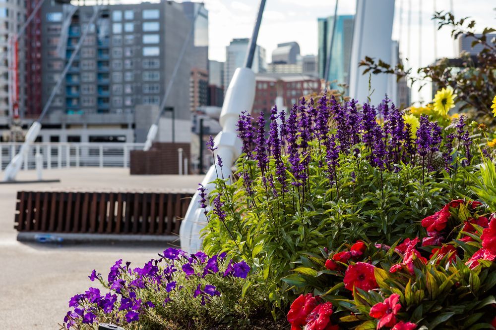 Purple and red flowers blooming on a bridge, with city buildings in the background.