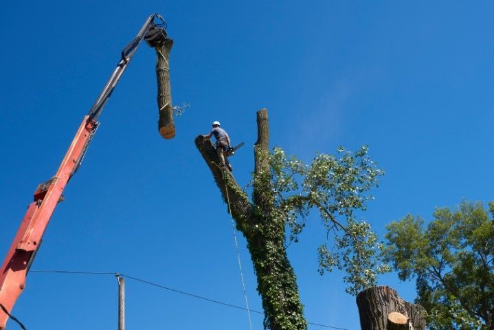 An image of Tree Removal in Winter Haven FL