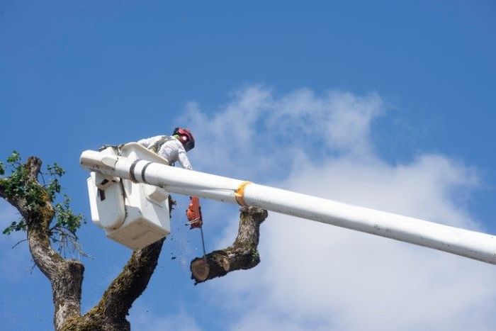 An image of Tree Service Company in Winter Haven FL
