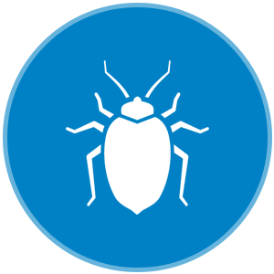 Bed bugs
