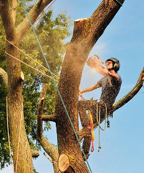 An Arborist Cutting A Tree — Mudgee Tree Services in Mudgee NSW